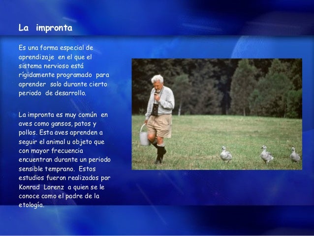 Comportamiento Animal