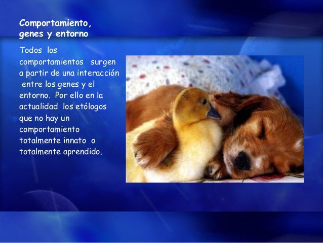 Comportamiento Animal