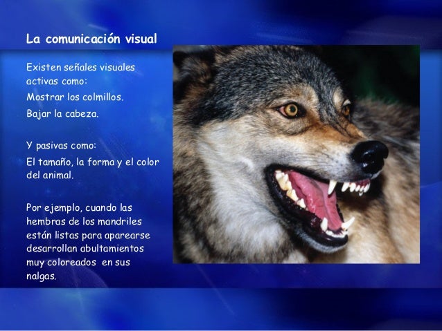 Comportamiento Animal