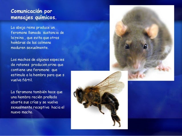 Comportamiento Animal
