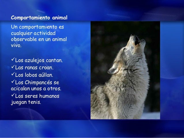 Comportamiento Animal