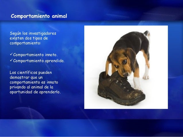 Comportamiento Animal