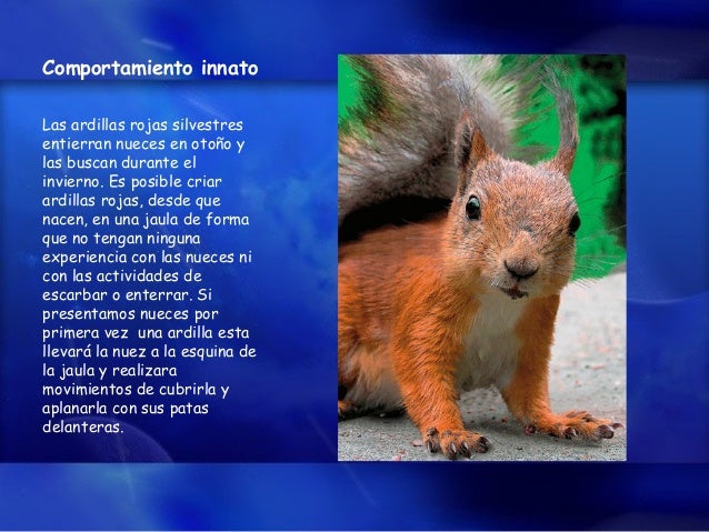 Comportamiento Animal