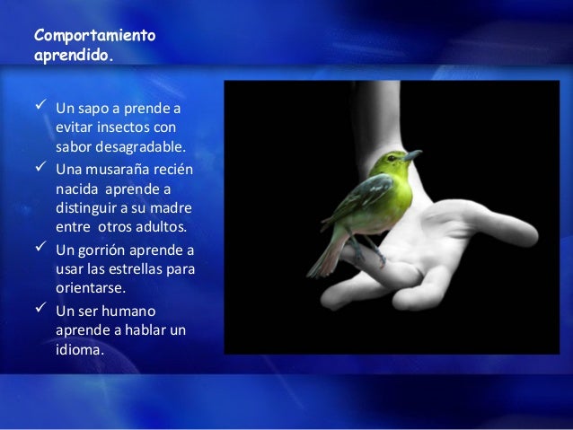 Comportamiento Animal