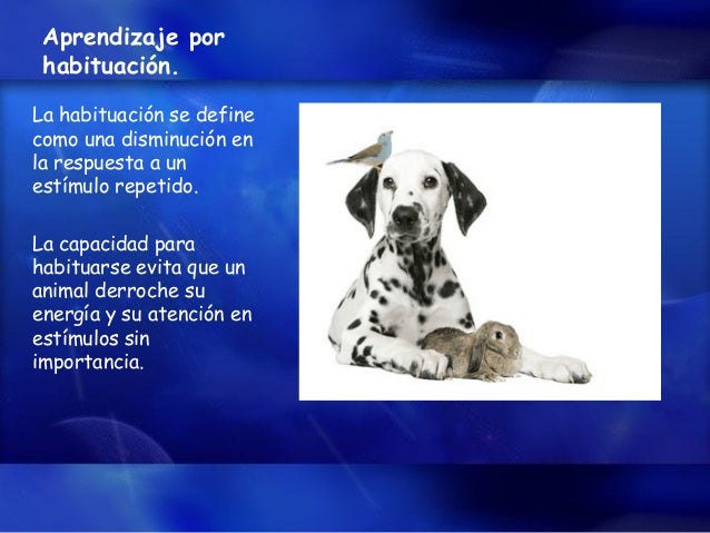Comportamiento Animal