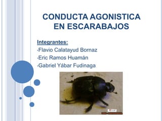 CONDUCTA AGONISTICA
    EN ESCARABAJOS
Integrantes:
•Flavio Calatayud Bornaz

•Eric Ramos Huamán

•Gabriel Yábar Fudinaga
 
