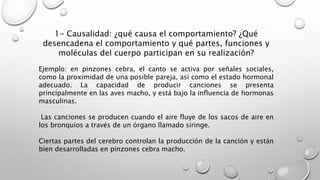 1- Causalidad: ¿qué causa el comportamiento? ¿Qué
desencadena el comportamiento y qué partes, funciones y
moléculas del cuerpo participan en su realización?
Ejemplo: en pinzones cebra, el canto se activa por señales sociales,
como la proximidad de una posible pareja, así como el estado hormonal
adecuado. La capacidad de producir canciones se presenta
principalmente en las aves macho, y está bajo la influencia de hormonas
masculinas.
Las canciones se producen cuando el aire fluye de los sacos de aire en
los bronquios a través de un órgano llamado siringe.
Ciertas partes del cerebro controlan la producción de la canción y están
bien desarrolladas en pinzones cebra macho.
 