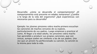 Desarrollo: ¿cómo se desarrolla el comportamiento? ¿El
comportamiento está presente en edades tempranas? ¿Cambia
a lo largo de la vida del organismo? ¿Qué experiencias son
necesarias para su desarrollo?
Ejemplo: los jóvenes pinzones cebra macho primero escuchan
las canciones de machos cercanos de su especie,
particularmente de sus padres. Luego empiezan a practicar el
canto. Al llegar a la edad adulta, los pinzones cebra macho
han aprendido a producir sus propias canciones, que son
únicas, aunque suelen ser similares a las de sus padres. Una
vez que un pinzón ha perfeccionado su canción, la canción es
la misma para toda la vida.
 