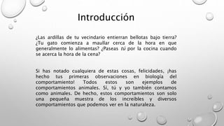 Introducción
¿Las ardillas de tu vecindario entierran bellotas bajo tierra?
¿Tu gato comienza a maullar cerca de la hora en que
generalmente lo alimentas? ¿Paseas tú por la cocina cuando
se acerca la hora de la cena?
Si has notado cualquiera de estas cosas, felicidades, ¡has
hecho tus primeras observaciones en biología del
comportamiento! Todos estos son ejemplos de
comportamientos animales. Sí, tú y yo también contamos
como animales. De hecho, estos comportamientos son solo
una pequeña muestra de los increíbles y diversos
comportamientos que podemos ver en la naturaleza.
 