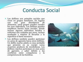 Conducta Social
 Los delfines son animales sociales que
viven en grupos familiares. En lugares
con una gran abundancia de
alimentos, estos grupos pueden exceder
los 1000 individuos. Los delfines pueden
establecer fuertes lazos sociales, donde
incluso algunos individuos heridos o
enfermos son cuidados por otros, incluso
ayudando a respirar al llevarlos a la
superficie si fuese necesario.
 Los delfines también pueden participar
en actos de agresión hacia otros delfines.
Un delfín macho adulto es muy probable
que presente en su cuerpo varias
cicatrices producto de mordeduras. Los
delfines machos participan en esos actos
de agresión, a saber debido a los
conflictos entre compañeros y la
competencia de las hembras.
 
