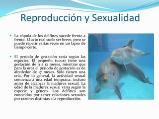 Reproducción y Sexualidad
 La cópula de los delfines sucede frente a
frente. El acto real suele ser breve, pero se
puede repetir varias veces en un lapso de
tiempo corto.
 El período de gestación varía según las
especies. El pequeño tucuxi tiene una
gestación de 11 a 12 meses, mientras que
para la orca el período de gestación es de
alrededor de 17 meses. Solo tienen una
cría. Por lo general, la actividad sexual
comienza a una edad temprana, incluso
antes de alcanzar la madurez sexual. La
edad de la madurez sexual varía según la
especie y género. Los delfines son
conocidos por tener relaciones sexuales
por razones distintas a la reproducción.
 