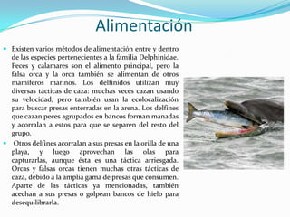 Alimentación
 Existen varios métodos de alimentación entre y dentro
de las especies pertenecientes a la familia Delphinidae.
Peces y calamares son el alimento principal, pero la
falsa orca y la orca también se alimentan de otros
mamíferos marinos. Los delfínidos utilizan muy
diversas tácticas de caza: muchas veces cazan usando
su velocidad, pero también usan la ecolocalización
para buscar presas enterradas en la arena. Los delfines
que cazan peces agrupados en bancos forman manadas
y acorralan a estos para que se separen del resto del
grupo.
 Otros delfines acorralan a sus presas en la orilla de una
playa, y luego aprovechan las olas para
capturarlas, aunque ésta es una táctica arriesgada.
Orcas y falsas orcas tienen muchas otras tácticas de
caza, debido a la amplia gama de presas que consumen.
Aparte de las tácticas ya mencionadas, también
acechan a sus presas o golpean bancos de hielo para
desequilibrarla.
 