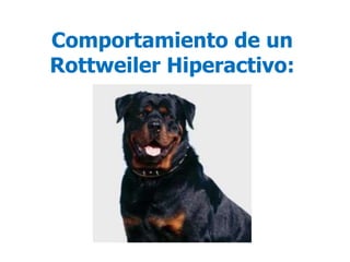 Comportamiento de un
Rottweiler Hiperactivo:
 