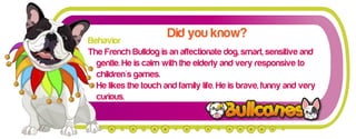 Behavior
                      Did you know?
The French Bulldog is an affectionate dog, smart, sensitive and
  gentle. He is calm with the elderly and very responsive to
  children's games.
  He likes the touch and family life. He is brave, funny and very
  curious.
 