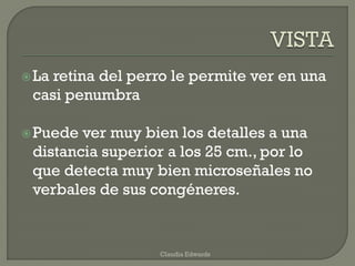 La retina del perro le permite ver en una
casi penumbra
Puede ver muy bien los detalles a una
distancia superior a los 25 cm., por lo
que detecta muy bien microseñales no
verbales de sus congéneres.
Claudia Edwards
 