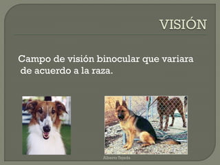 Campo de visión binocular que variara
de acuerdo a la raza.
Alberto Tejeda
 