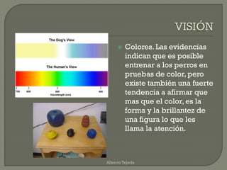  Colores. Las evidencias
indican que es posible
entrenar a los perros en
pruebas de color, pero
existe también una fuerte
tendencia a afirmar que
mas que el color, es la
forma y la brillantez de
una figura lo que les
llama la atención.
Alberto Tejeda
 