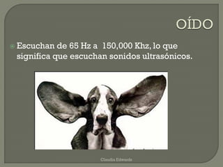  Escuchan de 65 Hz a 150,000 Khz, lo que
significa que escuchan sonidos ultrasónicos.
Claudia Edwards
 