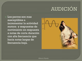  Los perros son mas
susceptibles a
incrementar la actividad
motora y respuestas de
movimiento en respuesta
a notas de corta duración
con alta frecuencia que
hacia notas largas de
frecuencia baja.
Alberto Tejeda
 