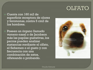  Cuenta con 160 m2 de
superficie receptora de olores
y feromonas, contra 5 cm2 de
los hombres.
 Poseen un órgano llamado
vomero-nasal o de Jacobson
más las papilas gustativas, los
perros pueden analizar
sustancias mediante el olfato,
el flehemen o el gusto y con
frecuencia con una
combinación de estos,
olfateando o probando.
Claudia Edwards
 