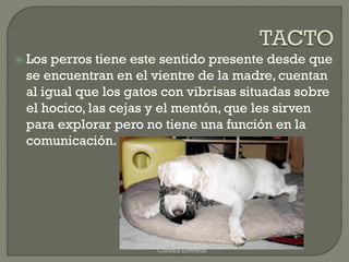  Los perros tiene este sentido presente desde que
se encuentran en el vientre de la madre, cuentan
al igual que los gatos con vibrisas situadas sobre
el hocico, las cejas y el mentón, que les sirven
para explorar pero no tiene una función en la
comunicación.
Claudia Edwards
 
