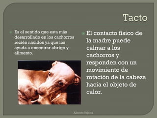  Es el sentido que esta más
desarrollado en los cachorros
recién nacidos ya que los
ayuda a encontrar abrigo y
alimento.
 El contacto físico de
la madre puede
calmar a los
cachorros y
responden con un
movimiento de
rotación de la cabeza
hacia el objeto de
calor.
Alberto Tejeda
 