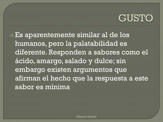Es aparentemente similar al de los
humanos, pero la palatabilidad es
diferente. Responden a sabores como el
ácido, amargo, salado y dulce; sin
embargo existen argumentos que
afirman el hecho que la respuesta a este
sabor es mínima
Alberto Tejeda
 