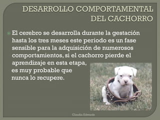  El cerebro se desarrolla durante la gestación
hasta los tres meses este periodo es un fase
sensible para la adquisición de numerosos
comportamientos, si el cachorro pierde el
aprendizaje en esta etapa,
es muy probable que
nunca lo recupere.
Claudia Edwards
 