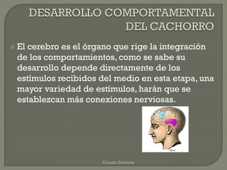  El cerebro es el órgano que rige la integración
de los comportamientos, como se sabe su
desarrollo depende directamente de los
estímulos recibidos del medio en esta etapa, una
mayor variedad de estímulos, harán que se
establezcan más conexiones nerviosas.
Claudia Edwards
 