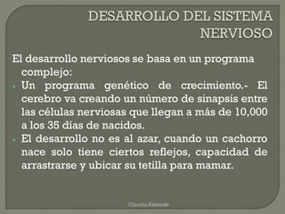 El desarrollo nerviosos se basa en un programa
complejo:
 Un programa genético de crecimiento.- El
cerebro va creando un número de sinapsis entre
las células nerviosas que llegan a más de 10,000
a los 35 días de nacidos.
 El desarrollo no es al azar, cuando un cachorro
nace solo tiene ciertos reflejos, capacidad de
arrastrarse y ubicar su tetilla para mamar.
Claudia Edwards
 