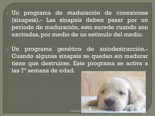  Un programa de maduración de conexiones
(sinapsis).- Las sinapsis deben pasar por un
periodo de maduración, esto sucede cuando son
excitadas, por medio de un estímulo del medio.
 Un programa genético de autodestrucción.-
Cuando algunas sinapsis se quedan sin madurar
tiene que destruirse. Este programa se activa a
las 7ª semana de edad.
Claudia Edwards
 