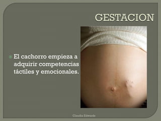  El cachorro empieza a
adquirir competencias
táctiles y emocionales.
Claudia Edwards
 