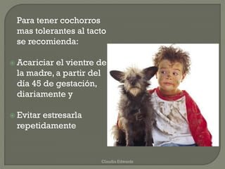 Para tener cochorros
mas tolerantes al tacto
se recomienda:
 Acariciar el vientre de
la madre, a partir del
día 45 de gestación,
diariamente y
 Evitar estresarla
repetidamente
Claudia Edwards
 