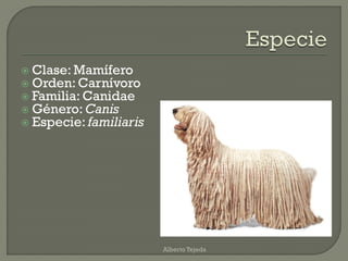  Clase: Mamífero
 Orden: Carnívoro
 Familia: Canidae
 Género: Canis
 Especie: familiaris
Alberto Tejeda
 