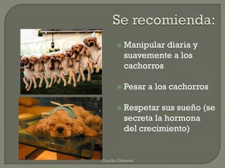  Manipular diaria y
suavemente a los
cachorros
 Pesar a los cachorros
 Respetar sus sueño (se
secreta la hormona
del crecimiento)
Claudia Edwards
 