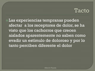 Las experiencias tempranas pueden
afectar a los receptores de dolor, se ha
visto que los cachorros que crecen
aislados aparentemente no saben como
evadir un estímulo de doloroso y por lo
tanto perciben diferente el dolor
Alberto Tejeda
 