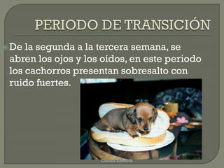 De la segunda a la tercera semana, se
abren los ojos y los oídos, en este periodo
los cachorros presentan sobresalto con
ruido fuertes.
Claudia Edwards
 