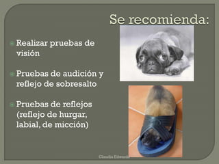  Realizar pruebas de
visión
 Pruebas de audición y
reflejo de sobresalto
 Pruebas de reflejos
(reflejo de hurgar,
labial, de micción)
Claudia Edwards
 