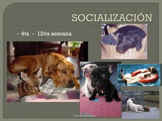 • 4ta - 12va semana
Claudia Edwards
 