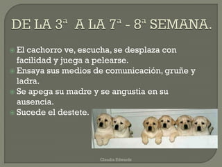  El cachorro ve, escucha, se desplaza con
facilidad y juega a pelearse.
 Ensaya sus medios de comunicación, gruñe y
ladra.
 Se apega su madre y se angustia en su
ausencia.
 Sucede el destete.
Claudia Edwards
 