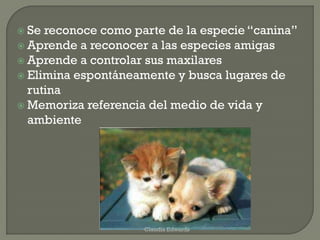  Se reconoce como parte de la especie “canina”
 Aprende a reconocer a las especies amigas
 Aprende a controlar sus maxilares
 Elimina espontáneamente y busca lugares de
rutina
 Memoriza referencia del medio de vida y
ambiente
Claudia Edwards
 