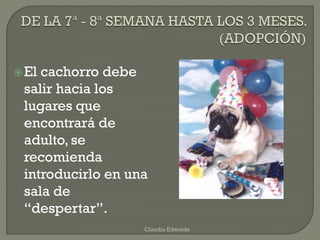 El cachorro debe
salir hacia los
lugares que
encontrará de
adulto, se
recomienda
introducirlo en una
sala de
“despertar”.
Claudia Edwards
 