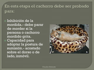  Inhibición de la
mordida.- debe parar
de morder si la
persona o cachorro
mordido grita.
 Capacidad para
adoptar la postura de
sumisión.- acostado
sobre el dorso o de
lado, inmóvil.
Claudia Edwards
 