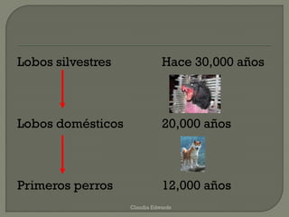 Lobos silvestres Hace 30,000 años
Lobos domésticos 20,000 años
Primeros perros 12,000 años
Claudia Edwards
 