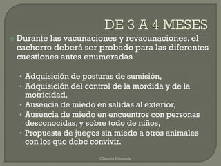  Durante las vacunaciones y revacunaciones, el
cachorro deberá ser probado para las diferentes
cuestiones antes enumeradas
• Adquisición de posturas de sumisión,
• Adquisición del control de la mordida y de la
motricidad,
• Ausencia de miedo en salidas al exterior,
• Ausencia de miedo en encuentros con personas
desconocidas, y sobre todo de niños,
• Propuesta de juegos sin miedo a otros animales
con los que debe convivir.
Claudia Edwards
 
