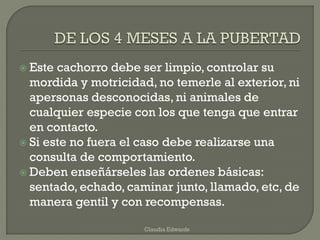  Este cachorro debe ser limpio, controlar su
mordida y motricidad, no temerle al exterior, ni
apersonas desconocidas, ni animales de
cualquier especie con los que tenga que entrar
en contacto.
 Si este no fuera el caso debe realizarse una
consulta de comportamiento.
 Deben enseñárseles las ordenes básicas:
sentado, echado, caminar junto, llamado, etc, de
manera gentil y con recompensas.
Claudia Edwards
 