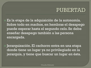  Es la etapa de la adquisición de la autonomía.
Sobre todo en machos, en hembras el desapego
puede esperar hasta el segundo celo. Se debe
enseñar desapego también a las persona
encargada.
 Jerarquización. El cachorro entra en una etapa
donde tiene un lugar ya no privilegiado en la
jerarquía, y tiene que buscar un lugar en ésta.
Claudia Edwards
 