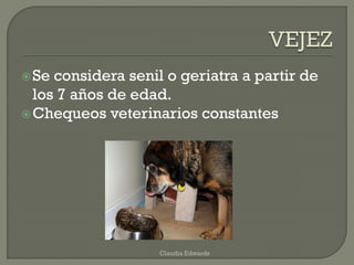 Se considera senil o geriatra a partir de
los 7 años de edad.
Chequeos veterinarios constantes
Claudia Edwards
 