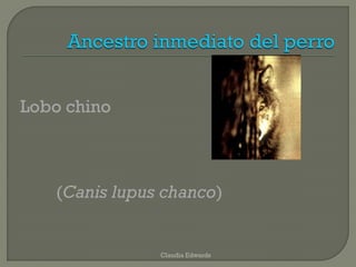 Lobo chino
(Canis lupus chanco)
Claudia Edwards
 
