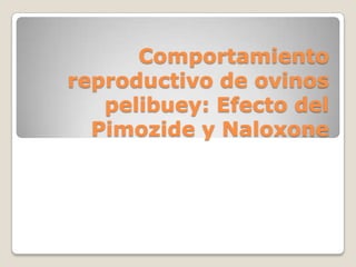 Comportamiento reproductivo de ovinos pelibuey: Efecto del Pimozide y Naloxone 